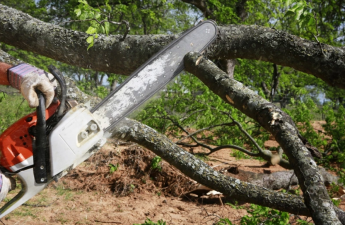 Ağacların qanunsuz kəsilməsi nəticəsində yaşıllıqlara 129 min manatdan çox ziyan dəyib