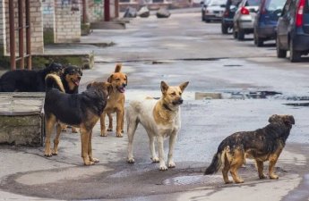 Gədəbəy sakini küçə itlərinin hücumuna məruz qalıb