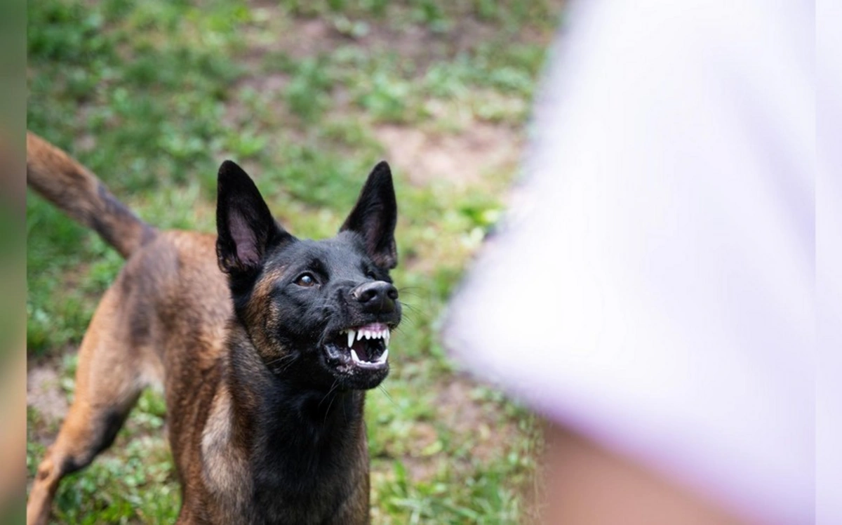 Жительница Гедабейского района подверглась нападению уличных собак