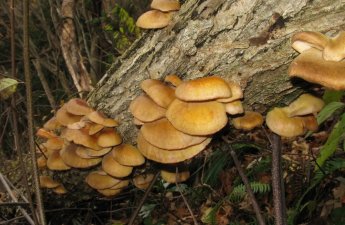 Нейросеть посоветовала японскому пенсионеру съесть ядовитые грибы