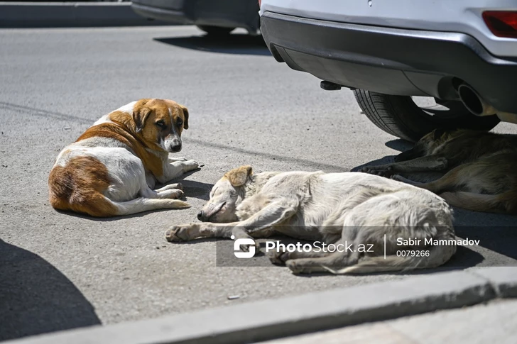 Жители Гянджи жалуются на рост числа бездомных собак после очередного инцидента