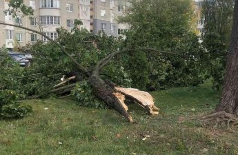 В Баку сильный ветер повалил 19 деревьев