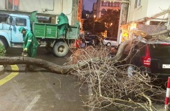 Bakıda iki gündə 78 ağac sınıb