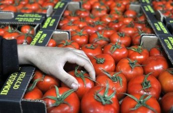 Pomidor indi yaydakından ucuzdur - SƏBƏB