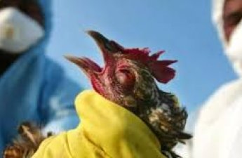 В Азербайджане не выявлены случаи птичьего гриппа и болезни Ньюкасла