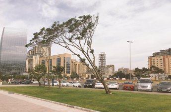 Синоптики предупредили о сильном ветре в Баку