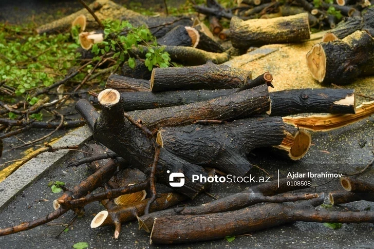 Ущерб зеленым насаждениям Баку от незаконной вырубки составил около 26 тыс. манатов