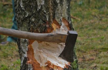 Xaçmazda qanunsuz ağac kəsmə faktı ilə bağlı araşdırmalara başlanılıb