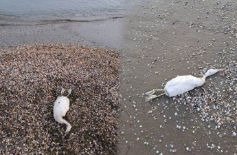 Xəzər sahilində kütləvi quş cəsədləri aşkarlandı