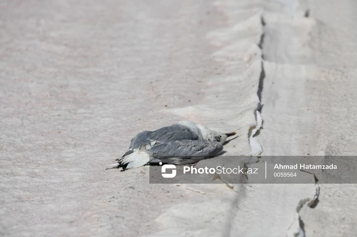 Выявлена причина массовой гибели птиц на побережье Каспия