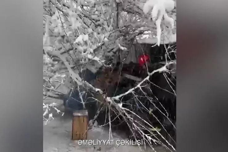 Cəlilabadda ağac qadının üstünə aşdı - VİDEO