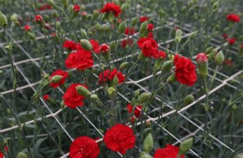 Gül dükanlarında Afrika qərənfilləri: Yerli istehsal yoxa çıxır