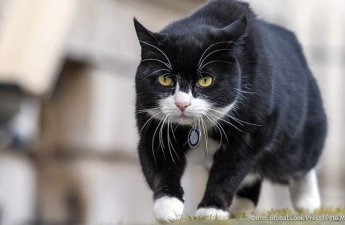 Умер знаменитый кот МИД Великобритании