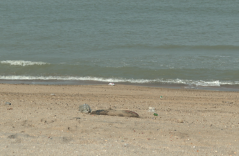 Xəzər dənizində suiti cəsədləri aşkarlanıb - VİDEO