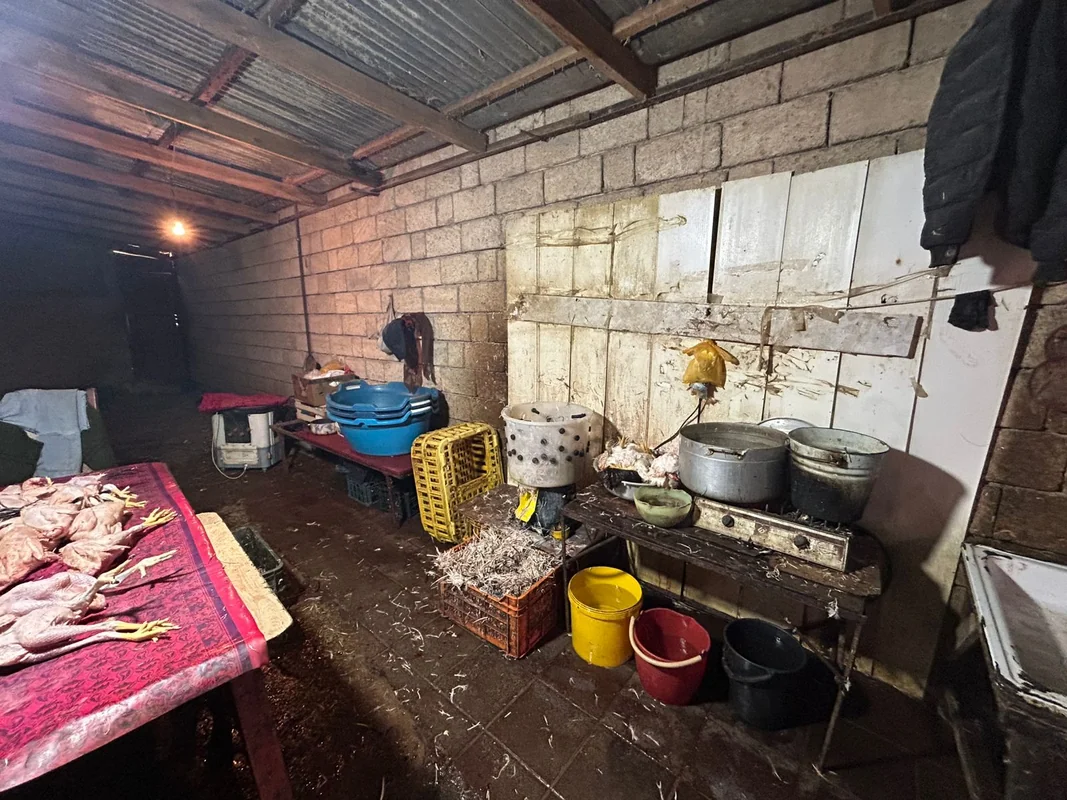 Masallıda qanunsuz fəaliyyət göstərən toyuq kəsimi sexi aşkarlandı - VİDEO