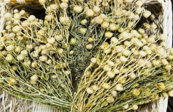 Nazirlikdən üzərlik bitkisi ilə bağlı XƏBƏRDARLIQ