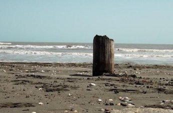 Xəzərdə ekoloji fəlakət: suitilər və balıqlar kütləvi şəkildə tələf olur