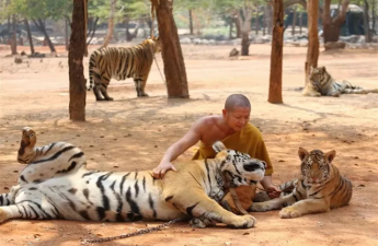 Tailandda ölümcül virus: 72 pələng öldü