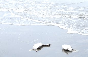 В Азербайджане происходит массовая гибель водоплавающих птиц-ФОТО