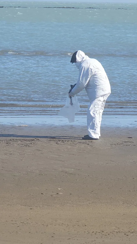 Xəzər sahilində tapılan quş cəsədlərində xəstəlik aşkarlanıb?