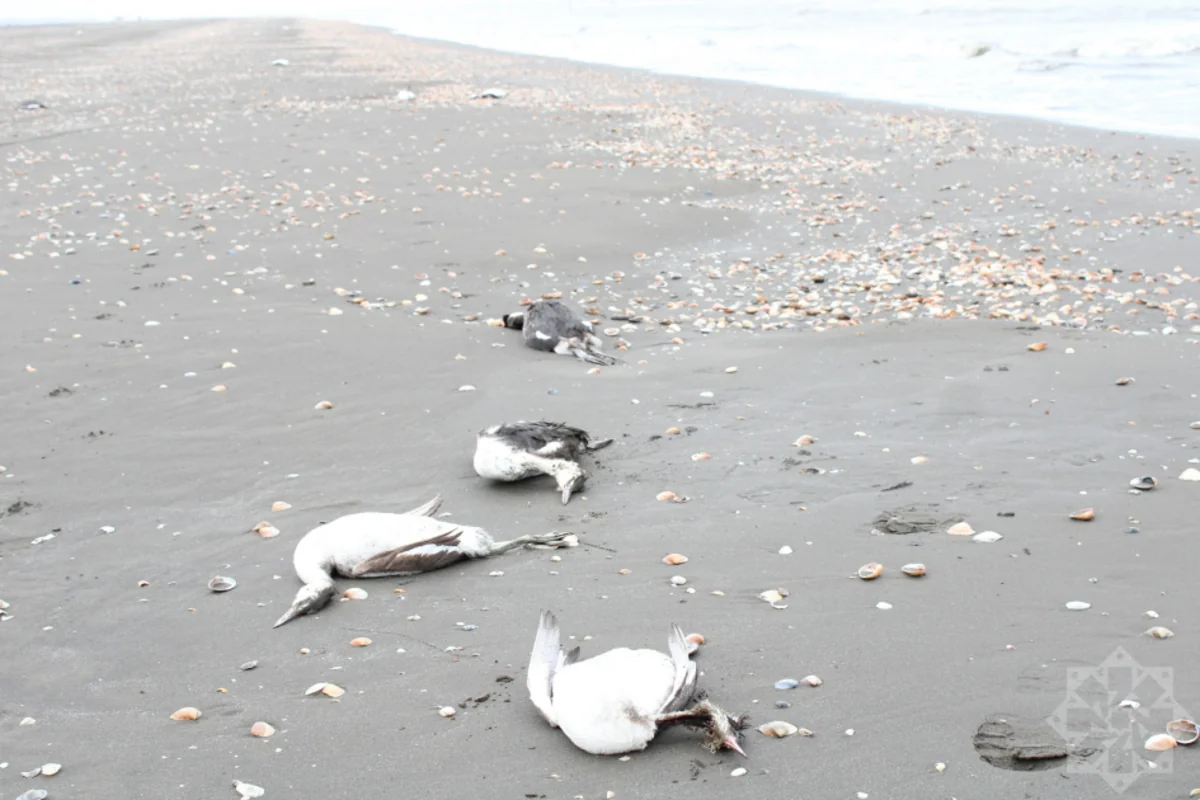 АПБА прокомментировало случаи гибели птиц на побережье Каспийского моря