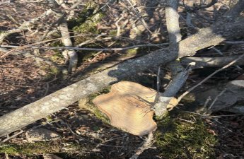 Oğuzda 40 ağacın kəsilməsinə görə cinayət işi başlanıb