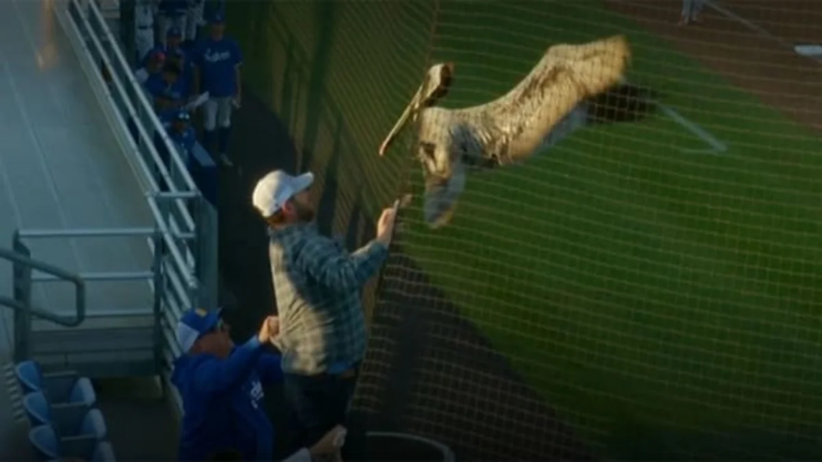 Пеликан остановил бейсбольный матч в США - ВИДЕО