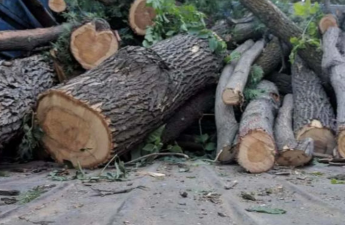 Bakı, Sumqayıt, Qax və Samuxda yaşıllıqlara 63 min manatdan çox ziyan vurulub