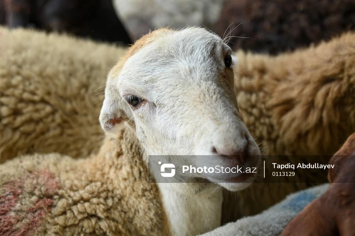 Житель Загаталы украл пять овец ради оплаты штрафа