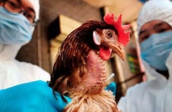 Azərbaycanda quş qripinə qarşı epizootoloji monitorinq keçiriləcək
