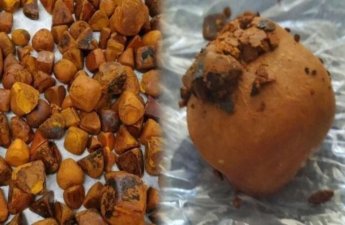 İnəkdən çıxan xəzinə: Tapan varlanır, qiyməti qızılı ikiqat üstələyir