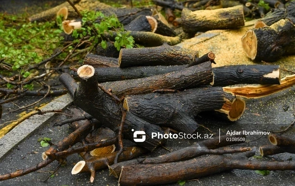 Зеленым насаждениям в Баку и Сумгайыте нанесен ущерб на сумму более 73 000 манатов