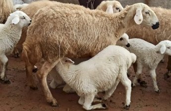 “Əvvələr quzu kəsilirdi, heyvanların sayı tükənirdi?” – DEPUTAT VƏ EKSPERT QARŞI-QARŞIYA