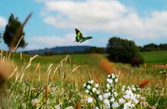 Sabah Azərbaycana yaz fəsli daxil olacaq