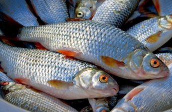 Marketlərdən balıq alarkən diqqətli olun - VİDEO