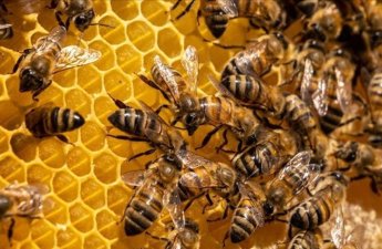 Azərbaycana təhlükəli arılar gətirilib- AÇIQLQMA