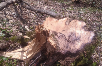 Oğuzda ağacların kəsilməsinə görə cinayət işi açılıb