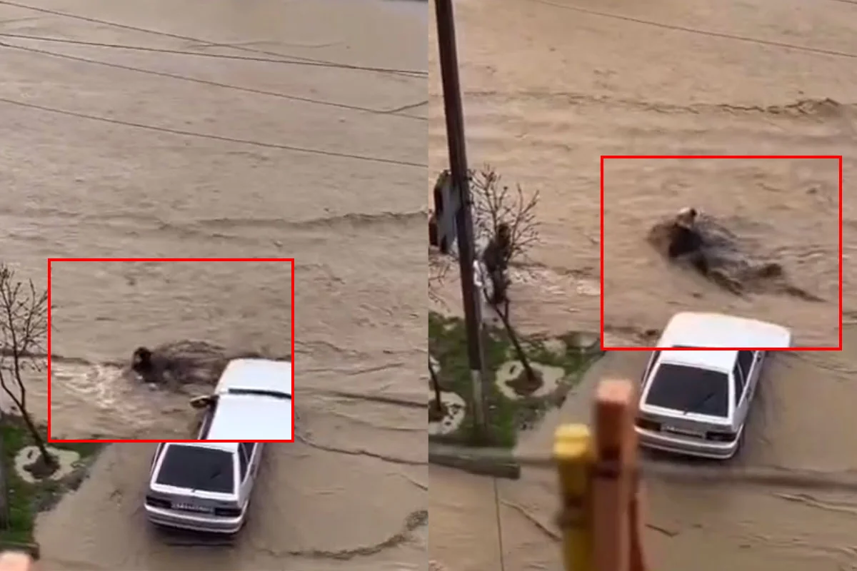 Последствия сильных дождей в Махачкале: женщину унесло селевым потоком - ВИДЕО