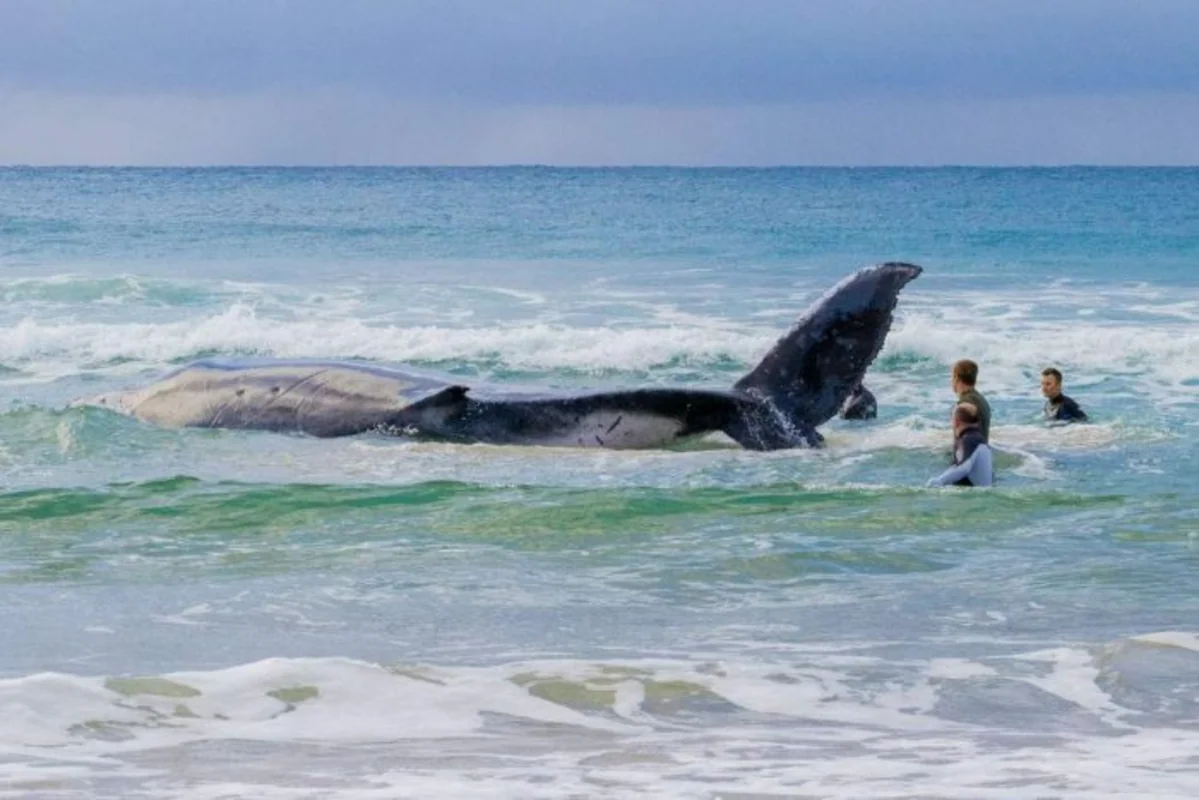 Спасатели ФРГ пока не будут вызволять кита, снова застрявшего на отмели