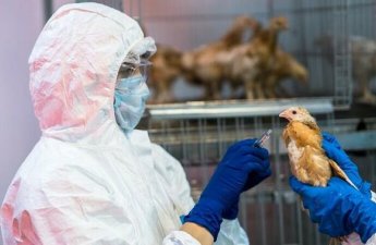 Quş qripi xəstəliyinə qarşı epizootoloji monitorinqin nəticələri açıqlandı