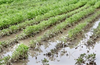 В Азербайджане сильные дожди затопили 2 100 гектаров посевов