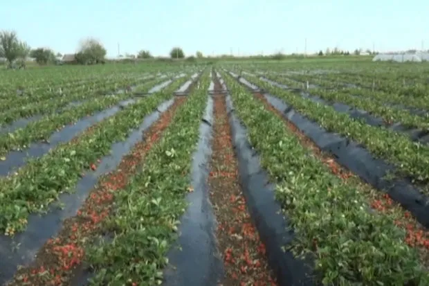Hava şəraiti fermerləri çətin vəziyyətə salıb: Məhsul itkisi artır - VİDEO