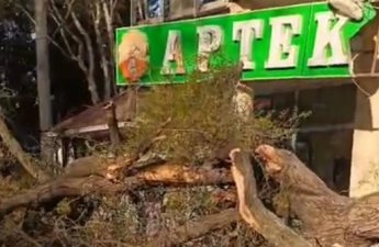 Mingəçevirdə ağac aşdı: Aptekə və avtomobilə ziyan dəydi