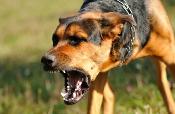 Sahibsiz it 10 yaşlı uşağı dişləyib