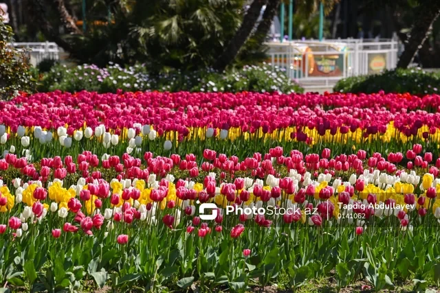 Прекрасные символы весны: цветение тюльпанов на бакинском бульваре-ФОТО