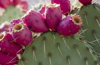 Evə “şanssızlıq və bədbəxtlik gətirən” bitki