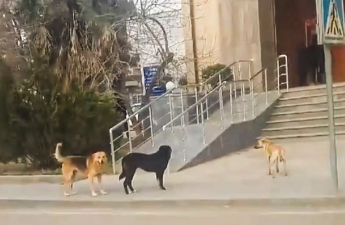 15 gündə 26 nəfəri it dişləyib - 9-u uşaqdır