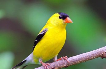 Quşun pəncərəyə qonması yaxşı əlamətdir, yoxsa pis? - XALQ İNANCLARI