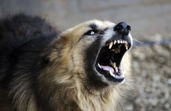 В Билясуваре жители пострадали от бездомных собак, власти обещали принять меры