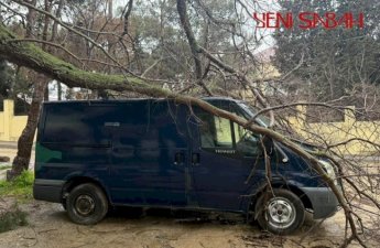 Bakıda ağac avtomobilin üstünə aşdı - FOTOLAR